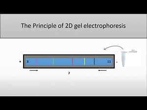 The principle of 2D Gel Electrophoresis/and the isoelectric point