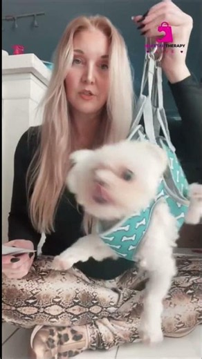 Dog Grooming Made Easy Clippers, Comb & Harness Secrets! #shorts