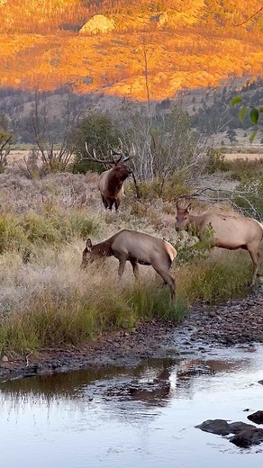 One of my favorite videos this year… wait for that breathy bugle at the end! #elk #elkhunting #elk101 #elkaddicts #elkassassins #bullelk #cowelk #bugle #wapiti #rmef #bowhunter #hunting #huntinglife #gohunt #hushin #tinesup #elkseason #elkcallingacademy #goodbull #elkhunter | Good Bull Outdoors