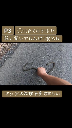 ヤマカガシ捕まえた！まむし酒の作り方