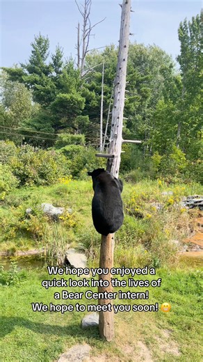 Interested in joining our internship team in 2026? Check out a typical day in the life of a bear educator intern! 🐻 Apply on our website HERE --> https://bear.org/education/internship-program/ or email Macy (macy@bear.org) for more information! 📸NABC TikTok by staff member Macy . . . #bear #NABC #nonprofit #blackbear #ursus #bears #ursusamericanus #blackbears #upnorth #NorthAmericanBearCenter #upnorthmn #intern #interns #student #students #ecology #zoology #MN #minnesota #upnorthmn #ely #elymn