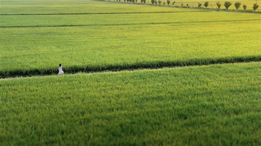 With modern agriculture, China's northernmost Heilongjiang Province has achieved an epic transformation from the "Great Northern Wilderness" to the "Great Northern Granary" on its fertile black soil. As a cornerstone of China's food security, its vast rice paddies paint a magnificent picture of harvest, sustaining the happiness and well-being of the Chinese people. #CGTN | CGTN