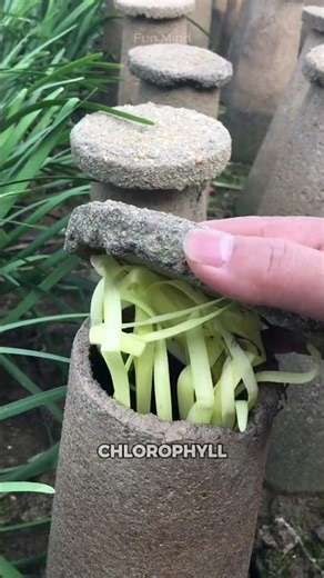 The Secret Behind Yellow Chives! Why They Never Turn Green 😲