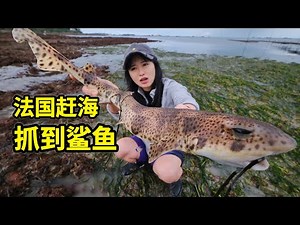 France catch shark in the sea, full body spots a meter long, make delicious seafood noodles!