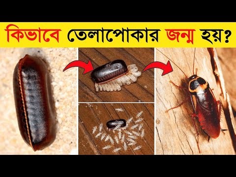 তেলাপোকার জন্ম কিভাবে হয় ? Cockroach Life Cycle Explained | Mayajaal