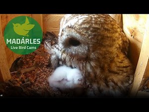 Daily cuteness from the tawny owl box live cam