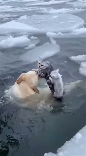 Heroic Labrador Saves Struggling Cat and Kittens from Freezing Water! 🐶🐱💦 #dog #cat #funny #shorts