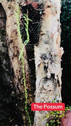Exploring The Possum: Wildlife Insights