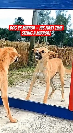 DOG VS MIRROR — His first time seeing a mirror! 🥺