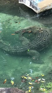 When you've got an itch that needs a good scratch 🐊 Boss Hog our resident crocodile in his freshly cleaned pool. . . . . . #currumbinsanctuary #currumbinwildlifesanctuary #currumbin #goldcoast #queensland #australia #visitgoldcoast #thisisqueensland #thisisgoldcoast #qld #explorequeensland #tourism #tourismaustralia #crocodile #croc #wildlife #reptile Destination Gold Coast Queensland Australia | Currumbin Wildlife Sanctuary