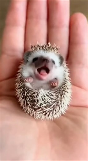 아기고슴도치는 이쁘다 #cute #animals #Amur hedgehog