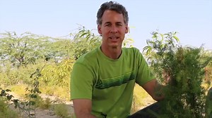 Get all the benefits of Shatavari during menopause!