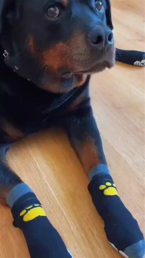 #dogsoftiktokviral #dogslovers😍😍😍 #dogsloversvideos #dogsofinstagram #dogslover #dogslover #dogslife #dogslife #dogs #dogsvideo #dogknotting #dogslovers💖💖💞 #dogstagram #dogslovers #dogslove #dogsotiktok