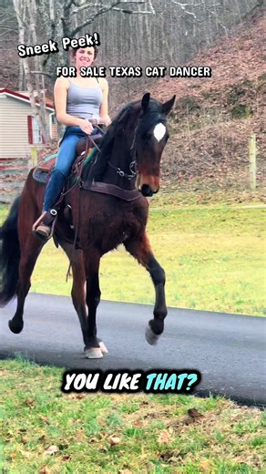 ✨ Texas Cat Dancer – 3 Year Old Smokey Valley / TWH Mare ✨ Take a Sneek Peek at Texas Cat Dancer, a beautiful 3-year-old Smokey Valley / TWH mare standing 15.2hh, with the size, athletic ability, and kind disposition so many riders are searching for. 📌 Sired by our own Texas Persuasion (you can see him at Liberty pinned to the top of our Facebook page). This big, eye-catching mare has a naturally smooth 4-beat gait on a light keg shoe, making her incredibly comfortable to ride and a great choic