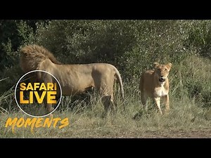 *WARNING GRAPHIC CONTENT* A Fight Between Two Lion Prides Leads to Cubs Dying