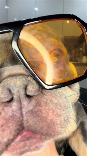 Exciting News from the Modelling World of Frenchies!