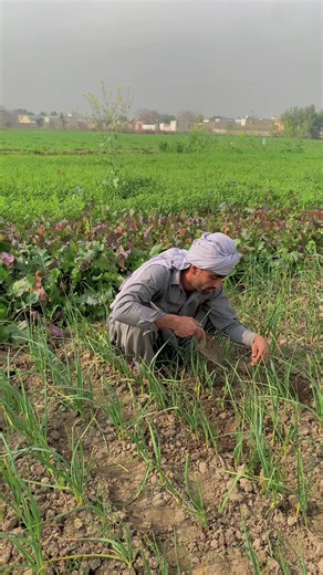 Bachy Sachy: A Fun Take on Reality