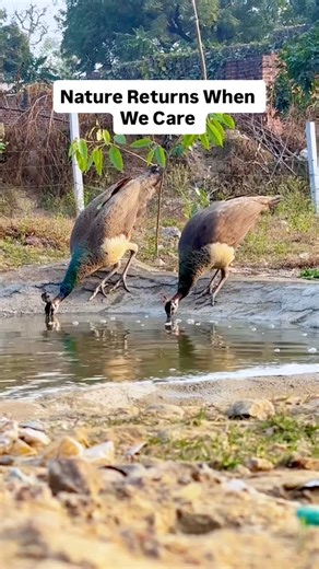 Clean and Green Trust | We didn’t call them. We just made space. Nature came back on its own. 💚🦚 📍Ratan Tata City Forest, Bahadurgarh Developed & maintained by... | Instagram