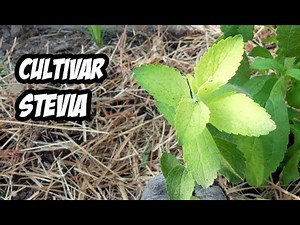 Como Germinar y Plantar Stevia | Paso a Paso | La Huerta de Ivan