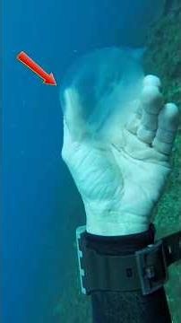 Unexpected Viral Encounters With Wild Sea Creatures #shorts