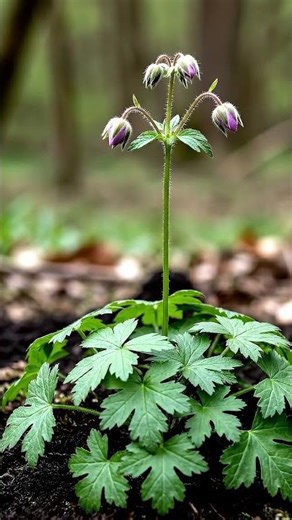 Wild geranium — Geranium maculatum #leafsonggarden #flowers #garden #gardening
