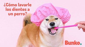 ¿Sabes cómo lavar los dientes de tu canino? Aprende a hacerlo de manera adecuada con los consejos de Gabriela Morales, médica veterinaria | Bunko