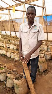 75K views · 1.1K reactions | At small farm cities...Trinity f1 is the variety | Henry The Tomato Farmer | Facebook