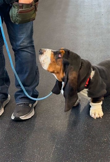 #bassetthound #hounddog #dog #dogtraining