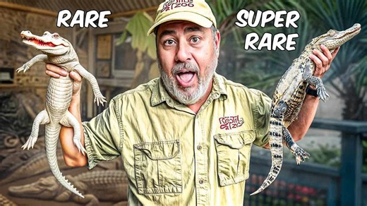 Rarest alligators at the zoo🙌