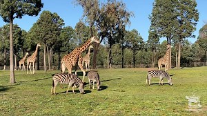 3.3K views · 225 reactions | Taronga Western Plains Zoo, Dubbo is an open range zoo where you can enjoy uninterrupted views of herds of animals roaming large paddocks. Best of all you can choose how you get around - whether it is by driving your own car, riding a bike, walking or even hiring an electric cart. But what we really want to know is what's your favourite animal at the Zoo? Video: Kiah Wilson | Taronga Western Plains Zoo | Facebook