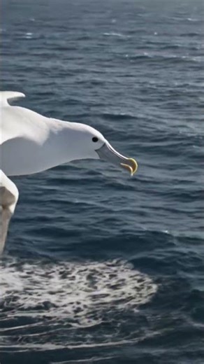 "Lord of the Ocean: The Majestic Flight of the Albatross"