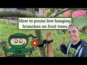 How to Prune Low Hanging Fruit Tree Branches: The Easy Way
