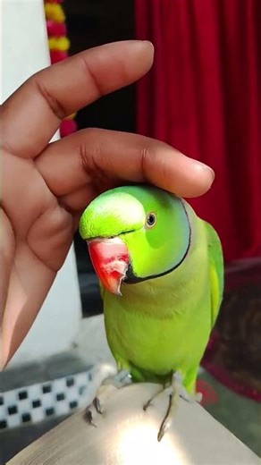 real parrot sound #talkingparot