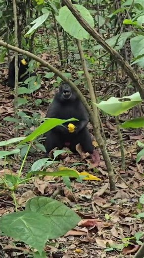 The Celebes crested macaque (Macaca nigra), also known as the black macaque or Yaki,