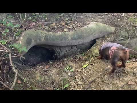 Dachshunds hunting