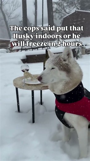 They said he'd freeze in 2 hours... 🙄 #husky #snowday #doglovers #trending