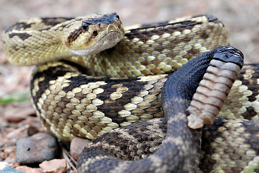What is a Black-tailed Rattlesnake (Crotalus molossus) | Southwest Explorers