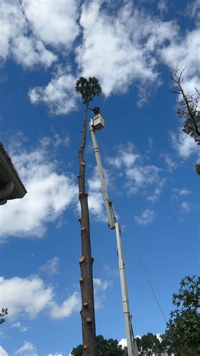 Pro Arbor Tree Service LLC on Reels | Facebook