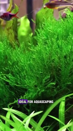 Box of Lives on Instagram: "Christmas Moss [Vesicularia montagnei] — Shop Now 🌿🛒 A dense, tree-like moss with layered growth that attaches easily to wood or rocks, perfect for shrimp tanks and natural-style aquascapes. #christmasmoss #vesiculariamontagnei #aquariumplants #plantedtank #aquascaping"