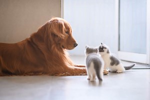 Woman says she’s not keeping any kittens, Great Pyrenees has other ideas