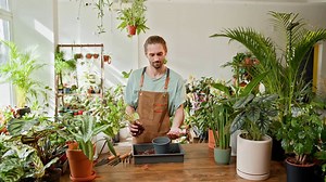 Pothos Plant Root Rot Solutions