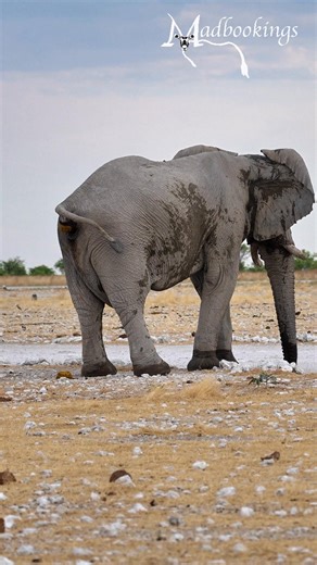 Drinking water while pooping and peeing, an Elephant multitasking in Etosha. #namibia #etosha #elephant #safari #travel #wildlife #traveller #visitnamibia #africansafari #explore #wildlifephotography #madbookings | Travel with Simon