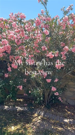 POV: Your sister has a wall of pink oleanders and it’s the most Spring thing you’ve seen! 😍 🌸 #spring #flowers | Lee Lexi Creations
