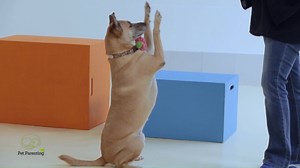 21K views · 590 reactions | BetterDog Canine Behavior Center is a premier dog training facility that believes in reward-based methods. These motivational programs which promote positive reinforcement produce a more well-rounded, confident, and better dog that every furparent will love. Watch Teacher Elsie and Shiba the Aspin show off her pawsome tricks and visit www.betterdogph.com to learn more. | Pet Parenting PH | Facebook