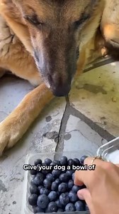 Are blueberries GOOD for dogs? 🫐🐶 | Howlsyourday