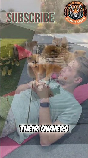 Discover the Fascinating World of Shiba Inus
