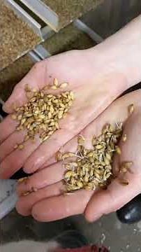 Growing Barley Fodder (see description) | Streblow Family Farm