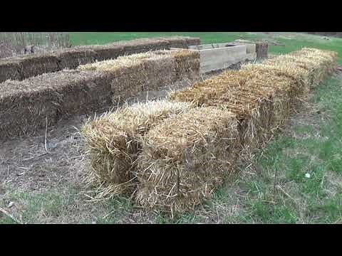 HAY BALE/STRAW BALE GARDENING. Conditioning the bales. The 12 day process begins. Part 1 of 2.