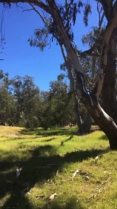 Here is the video of the Little Corella release, courtesy Katherine Kells ❤️ | Wildwood Wildlife Shelter - Gariwerd