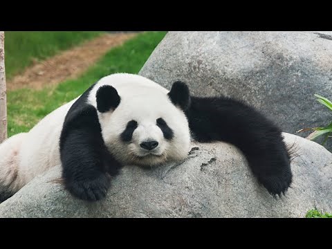 🐼 Pandas Falling & Rolling – The Most Adorable Clumsiness! 😂 #youtube #youtubevideo #animals